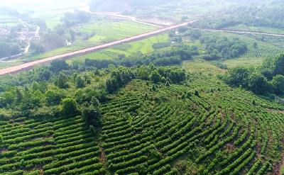 孝昌县注册商标总量突破5000件 一家合作社申报国家级标准化示范基地