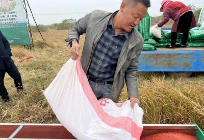 孝昌：抢抓农时 冬小麦播种进行时