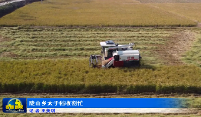 陡山乡太子稻收割忙