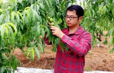 程琪：种下一片“桃源梦”　擦亮家乡“桃”品牌
