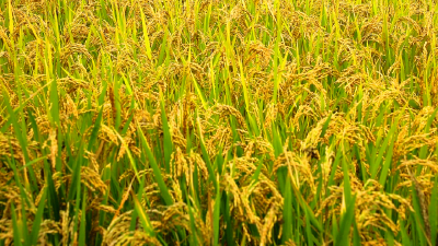 孝昌：小米粒 大产业 5万亩太子稻托起产业底盘