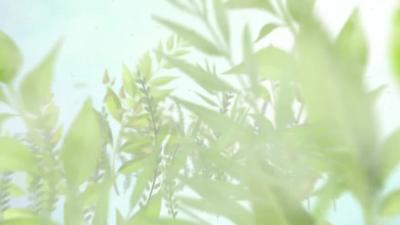 --孝昌：全域绿化  绘就“美丽孝昌”新画卷