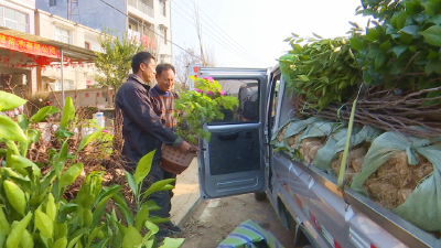 【新春走基层】春天到  苗木交易旺