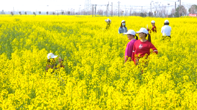 孝昌白沙：万亩油菜花开 好风景带来好“钱”景