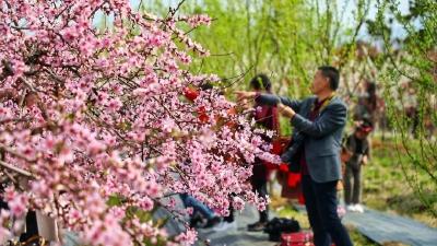 不负春光！孝昌万亩“桃花源” 花开惹人醉