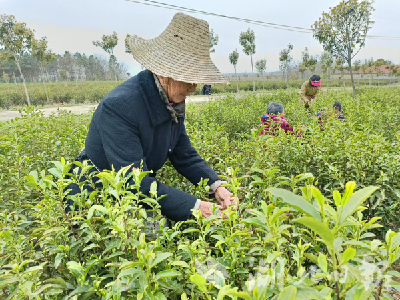 孝昌花西乡：今春“头茶”，开采！