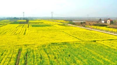 孝昌：万亩油菜花开  好风景带来好“钱”景