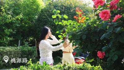 我在孝昌看满城花开