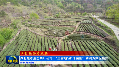 湖北楚孝生态茶叶公司：“三亩地”到“千亩园” 茶润万家促振兴