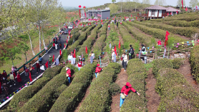 孝昌：茶香茶韵情满山 相约风车旅游采茶节