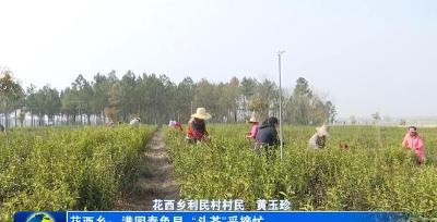 花西乡：满园春色早  “头茶”采摘忙