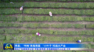 孝昌：“叫响”双毫雨露 “小叶子”托起大产业
