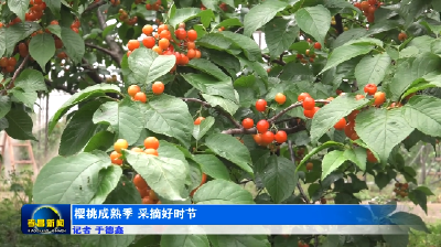 樱桃成熟季 采摘好时节