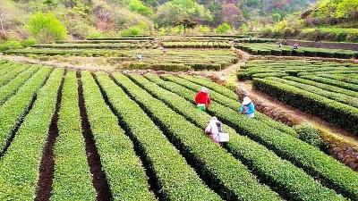 乡村振兴看龙头 | 湖北楚孝农业综合开发有限公司：从“三亩地”到“千亩园” 茶润万家促振兴