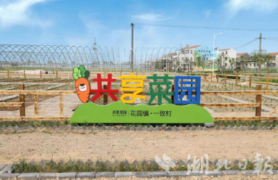 孝昌一致村：“共享菜园” 打造城市“田园梦”