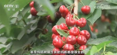 种植技术提高+味美价优 国产樱桃市场占有率不断提高