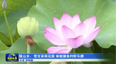 陡山乡：赏百亩荷花园  体验摸鱼钓虾乐趣