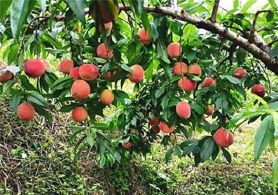 孝昌白沙：桃子甜蜜上市 采摘正当其时
