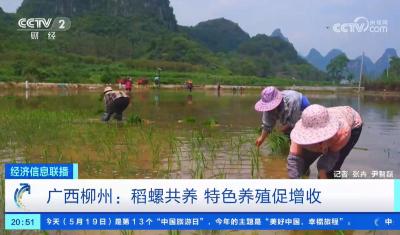 大力发展“稻螺共生”特色养殖 实现生态与经济效益共赢