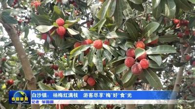 白沙镇：杨梅红满枝  游客尽享“梅”好“食”光