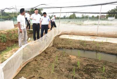 孝昌：金融活水涓涓 致富蛙声片片