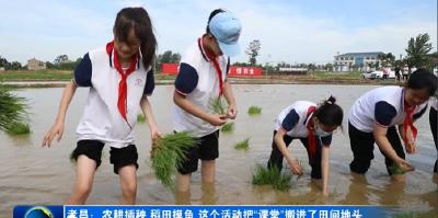 孝昌：农耕插秧 稻田摸鱼 这个活动把“课堂”搬进了田间地头