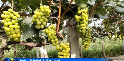 陡山乡：葡萄缀满枝 采摘正当时