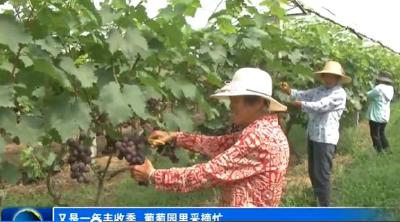 又是一年丰收季  葡萄园里采摘忙
