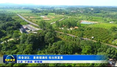 观音湖区：黄桃缀满枝 结出致富果