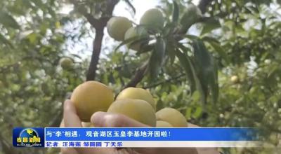 与“李”相遇，观音湖区玉皇李基地开园啦！