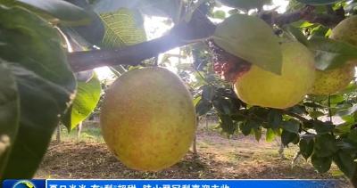 夏日炎炎 有“梨”超甜  陡山翠冠梨喜迎丰收