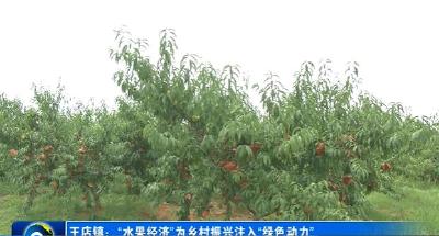 王店镇：“水果经济”为乡村振兴注入“绿色动力”