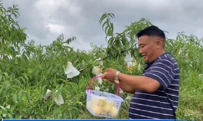 观音湖区：桃儿熟 果农笑