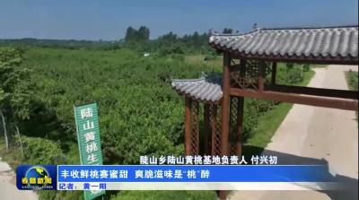 丰收鲜桃赛蜜甜  爽脆滋味是“桃”醉