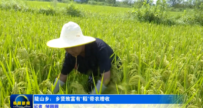 陡山乡：乡贤致富有“稻”带农增收