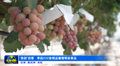 “香甜”迎客 孝昌800亩精品葡萄等你来品