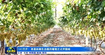 140万斤！孝昌韵鹤生态园的葡萄正式开园啦~