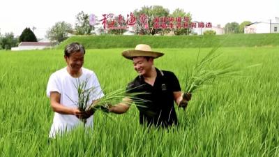 创青春 | 稻香渔歌“锌”农人  农旅融合促振兴