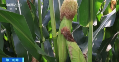 北方重点地区开展玉米大豆“一喷多促” 助力秋粮丰收