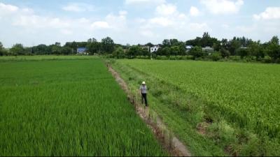 孝昌陡山：乡贤助力 致富有“稻”