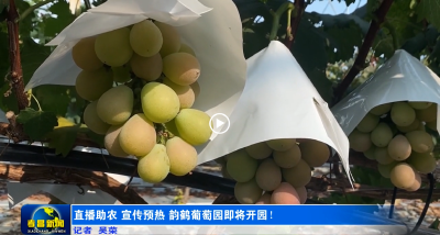 直播助农  宣传预热  韵鹤葡萄园即将开园！
