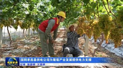 国网孝昌县供电公司为葡萄产业发展提供电力支撑