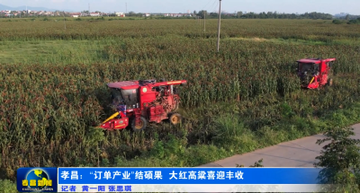 孝昌：“订单产业”结硕果 大红高粱喜迎丰收