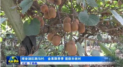 观音湖区跳沟村：金果飘香季 喜获丰收时