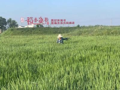 变粪为宝  稻香鱼肥
