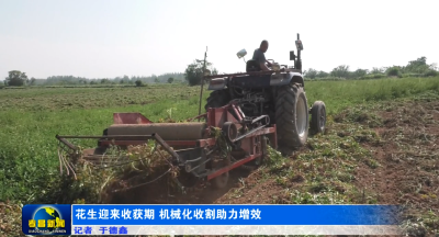 花生迎来收获期  机械化收割助力增效
