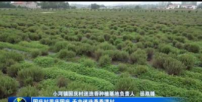 孝昌小河：千亩迷迭香香满村