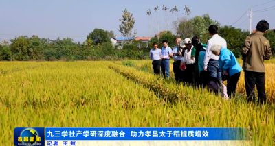 九三学社产学研深度融合  助力孝昌太子稻提质增效