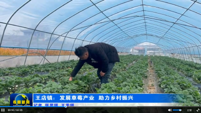 王店镇：发展草莓产业  助力乡村振兴 