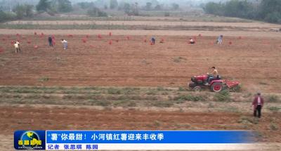 “薯”你最甜！小河镇红薯迎来丰收季
